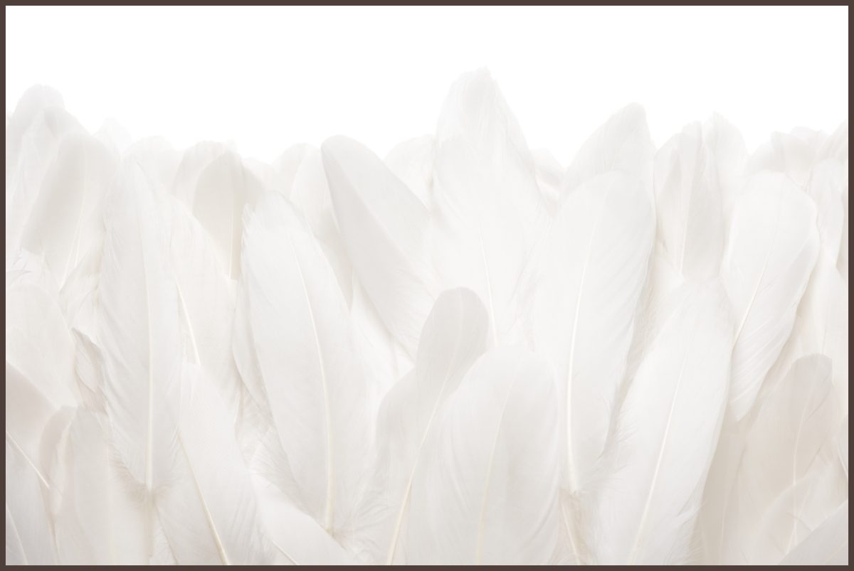 Quadro Decorativo Penas Off White - Imagem 5