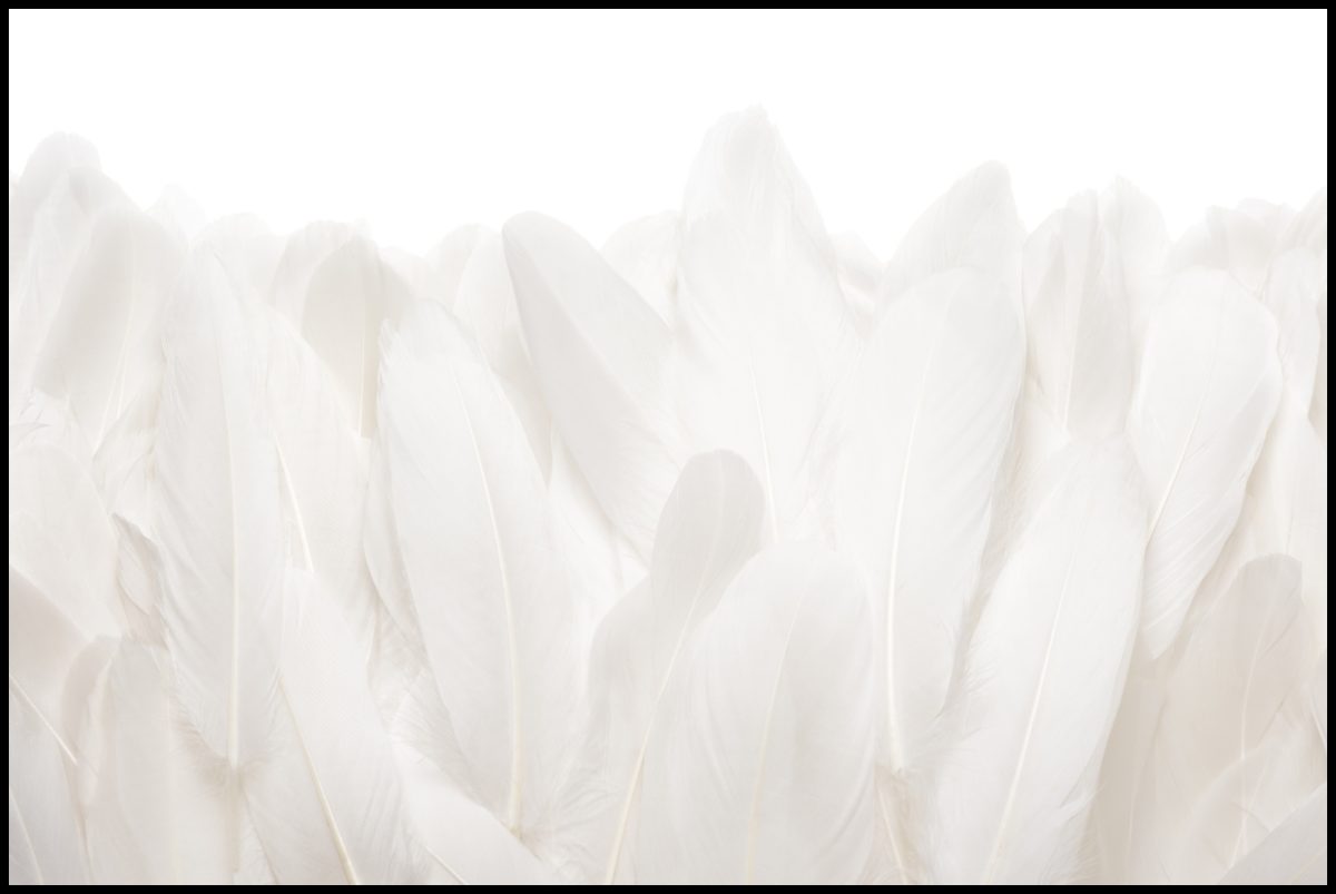 Quadro Decorativo Penas Off White - Imagem 7