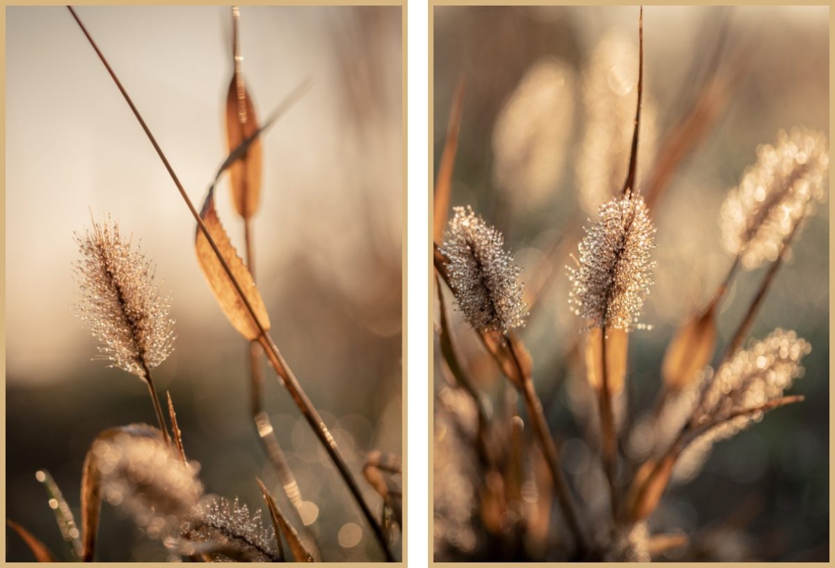 Jogo Com 2 Quadros Decorativos Fotografia Folhas e Floral - Imagem 3