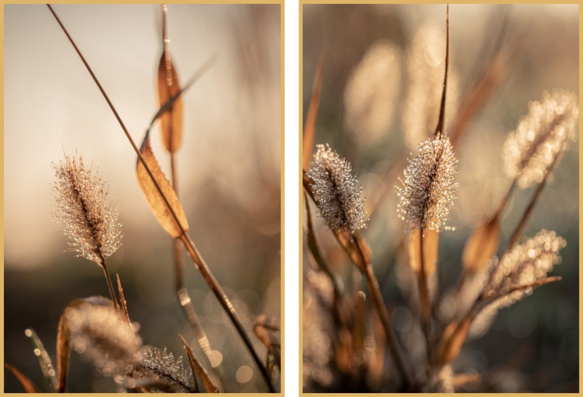 Jogo Com 2 Quadros Decorativos Fotografia Folhas e Floral - Imagem 4