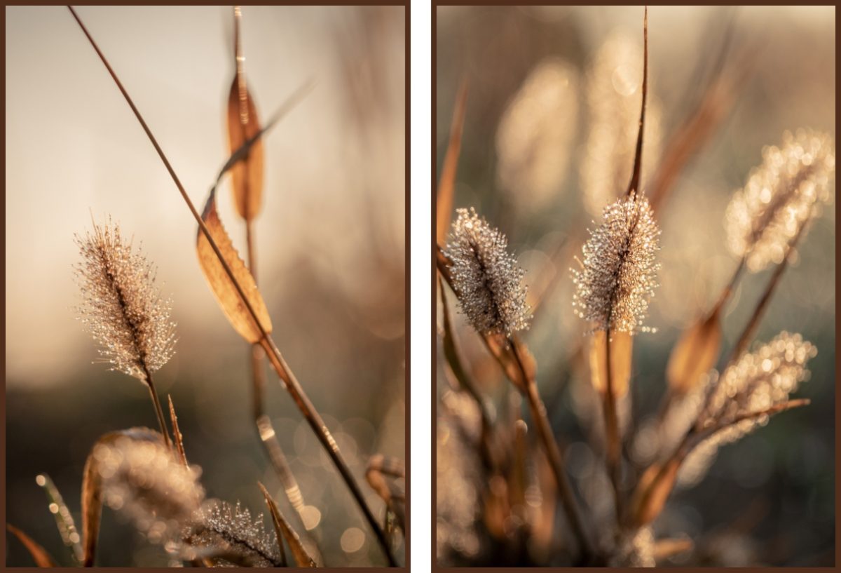 Jogo Com 2 Quadros Decorativos Fotografia Folhas e Floral - Imagem 5