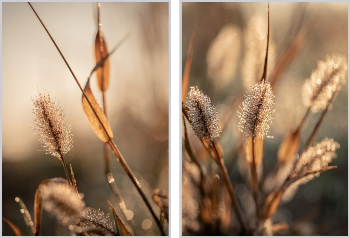 Jogo Com 2 Quadros Decorativos Fotografia Folhas e Floral - Imagem 6