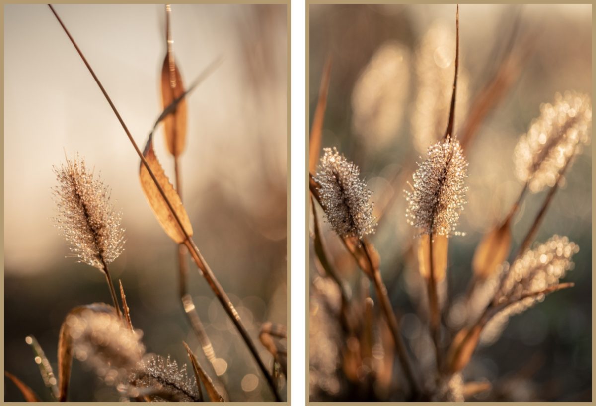 Jogo Com 2 Quadros Decorativos Fotografia Folhas e Floral - Imagem 14