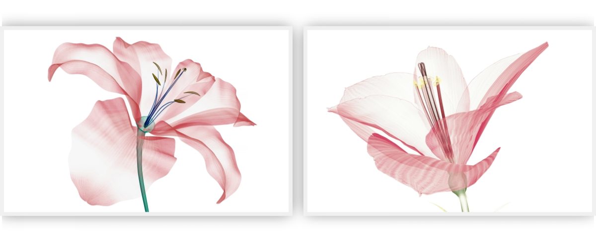 Jogo com 2Quadros Decorativos Floral Rosa - Imagem 2