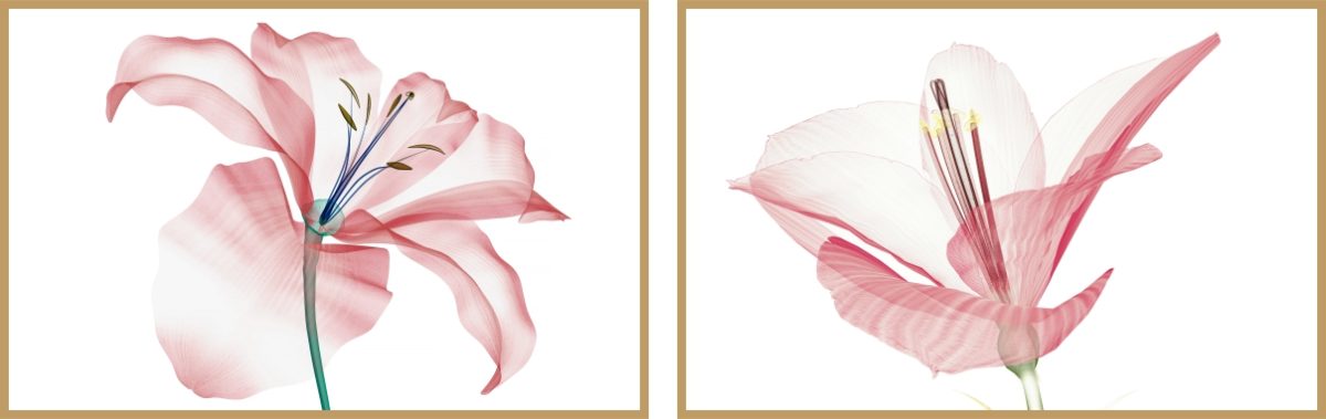 Jogo com 2Quadros Decorativos Floral Rosa - Imagem 3
