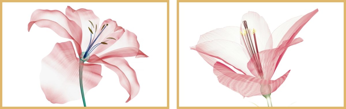 Jogo com 2Quadros Decorativos Floral Rosa - Imagem 4