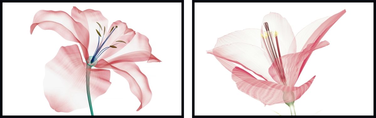 Jogo com 2Quadros Decorativos Floral Rosa - Imagem 7