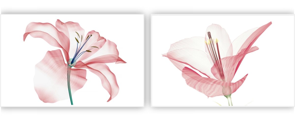 Jogo com 2Quadros Decorativos Floral Rosa - Imagem 8