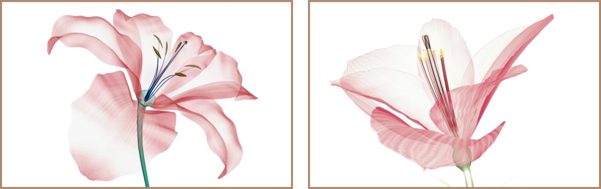 Jogo com 2Quadros Decorativos Floral Rosa - Imagem 9