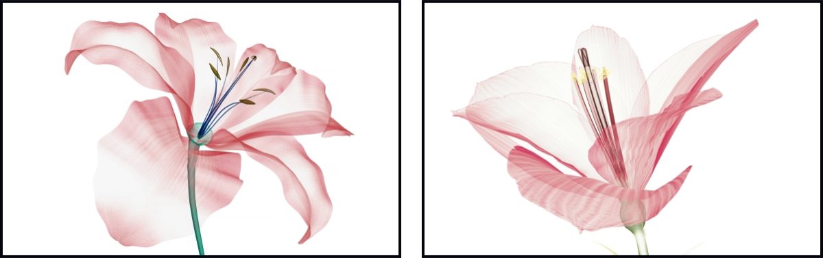 Jogo com 2Quadros Decorativos Floral Rosa - Imagem 12
