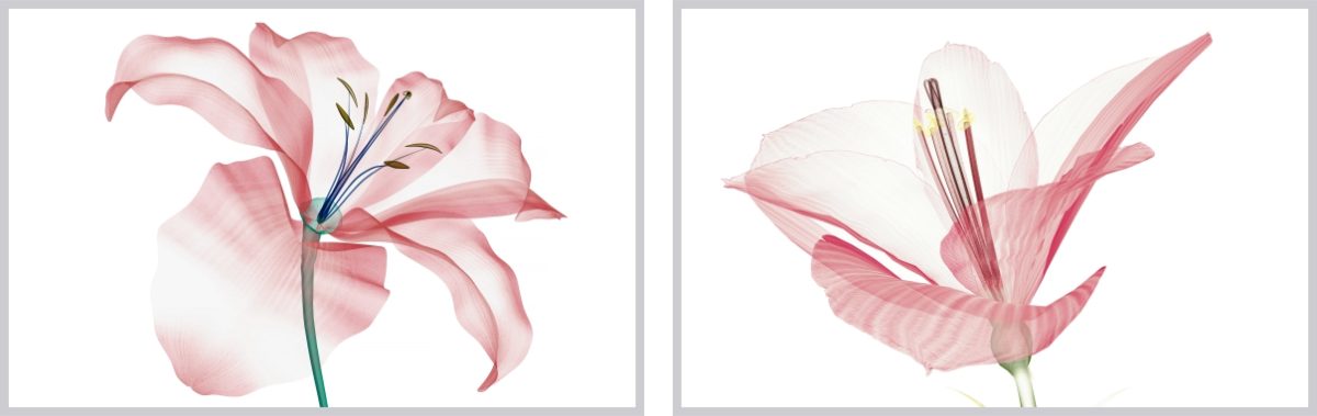 Jogo com 2Quadros Decorativos Floral Rosa - Imagem 18