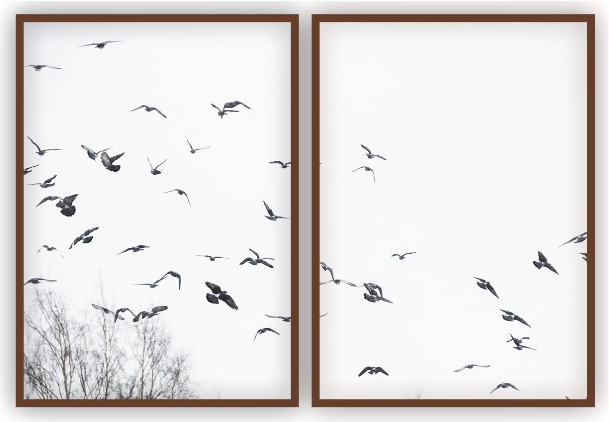 Jogo com 2 Quadros Decorativos Pássaros ao Fundo Branco - Imagem 5