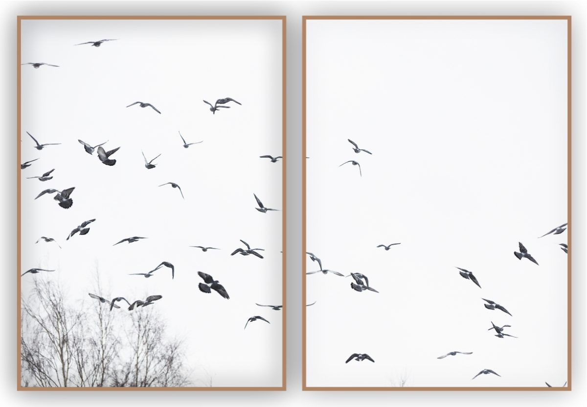 Jogo com 2 Quadros Decorativos Pássaros ao Fundo Branco - Imagem 9