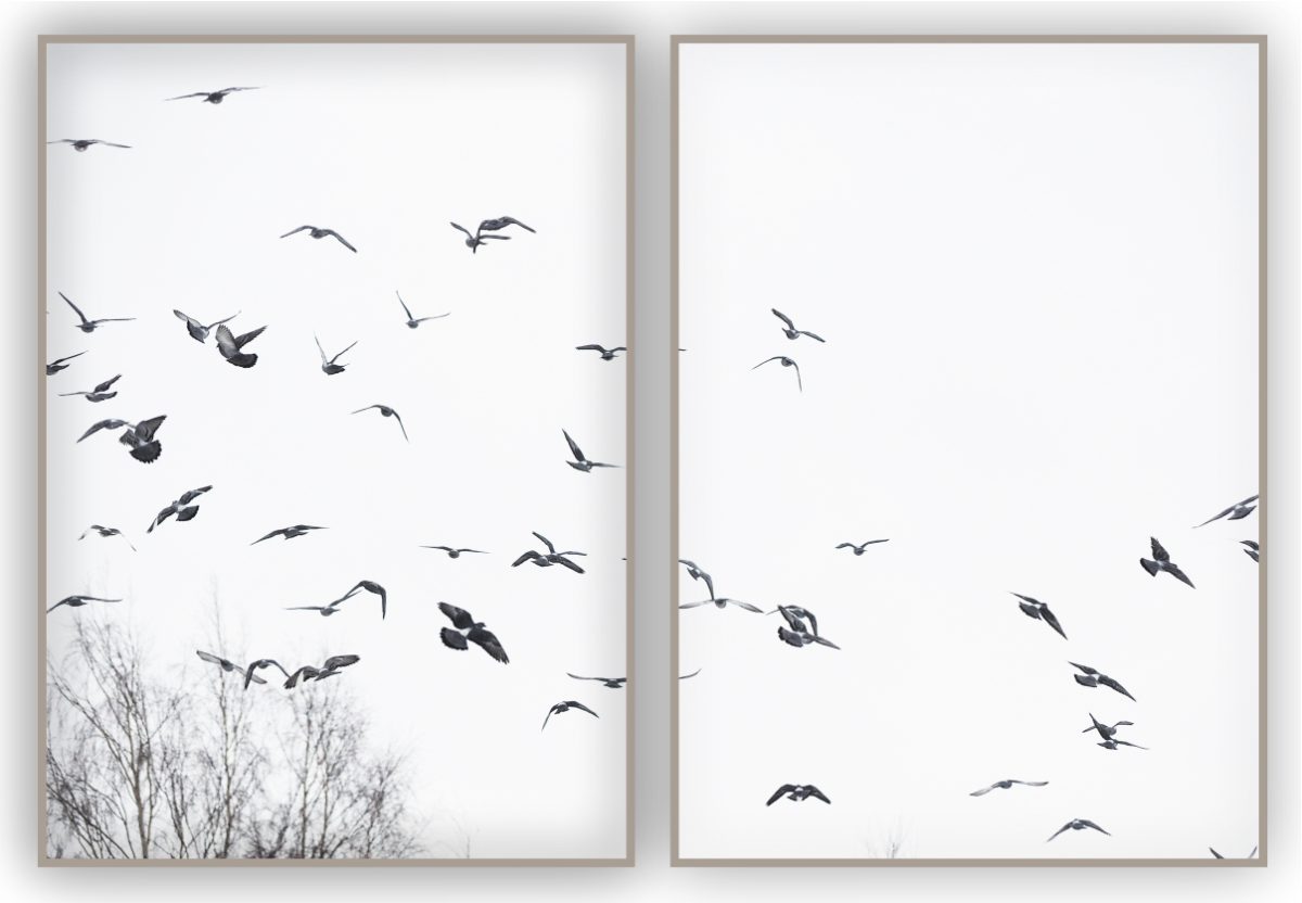 Jogo com 2 Quadros Decorativos Pássaros ao Fundo Branco - Imagem 11