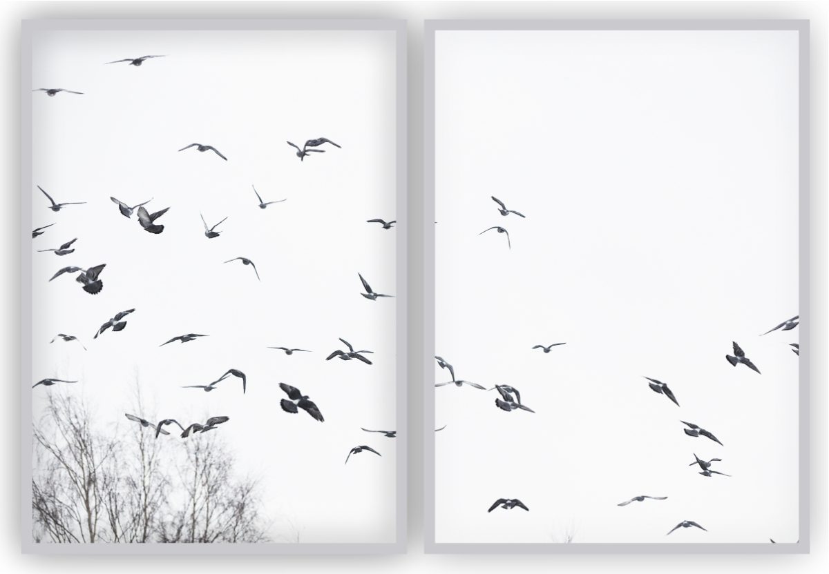 Jogo com 2 Quadros Decorativos Pássaros ao Fundo Branco - Imagem 18