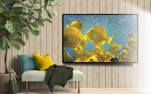 Quadro Decorativo Peixes Amarelos no Mar